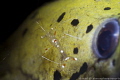   cleaner shrimp fimbriated moray eel. dauin philippines eel  